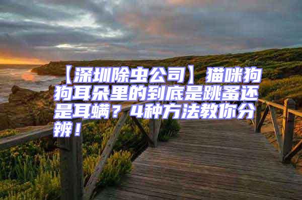 【深圳除蟲公司】貓咪狗狗耳朵里的到底是跳蚤還是耳螨?4種方法教你分辨!
