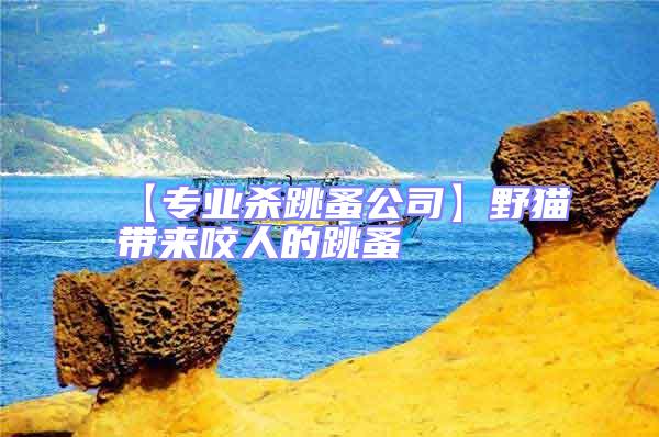 【專業(yè)殺跳蚤公司】野貓帶來咬人的跳蚤