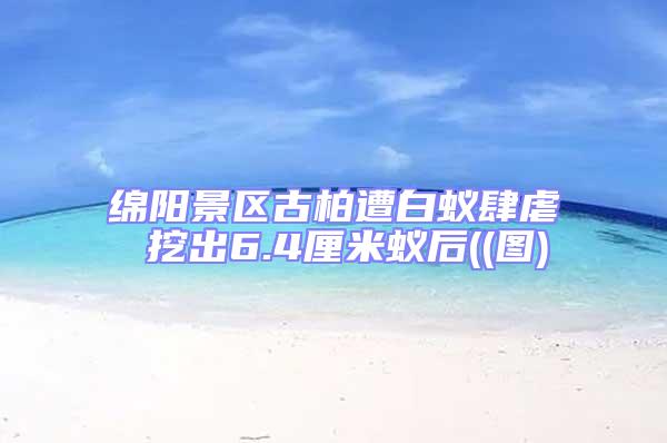 綿陽景區古柏遭白蟻肆虐 挖出6.4厘米蟻后((圖)