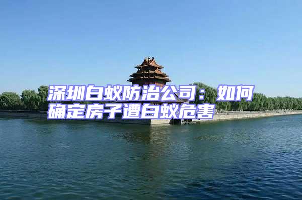 深圳白蟻防治公司:如何確定房子遭白蟻危害