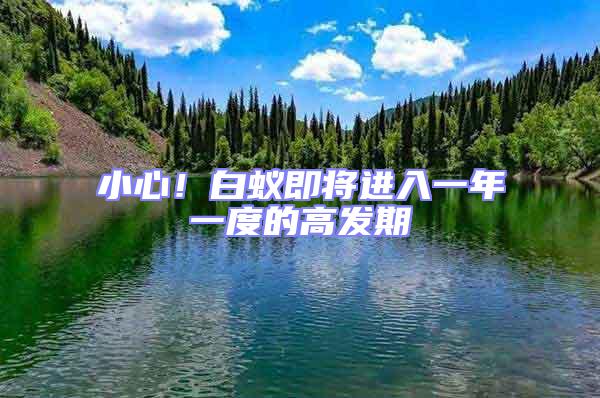 小心!白蟻即將進(jìn)入一年一度的高發(fā)期