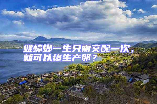 雌蟑螂一生只需交配一次,就可以終生產卵?