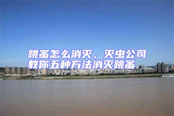 跳蚤怎么消滅,滅蟲公司教你五種方法消滅跳蚤