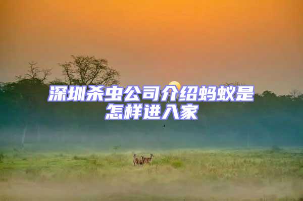 深圳殺蟲(chóng)公司介紹螞蟻是怎樣進(jìn)入家