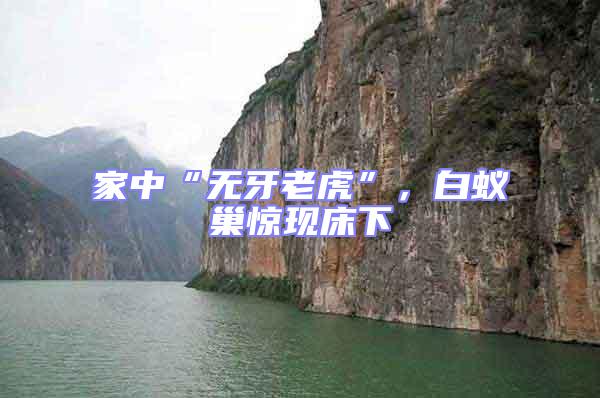 家中“無(wú)牙老虎”,白蟻巢驚現(xiàn)床下