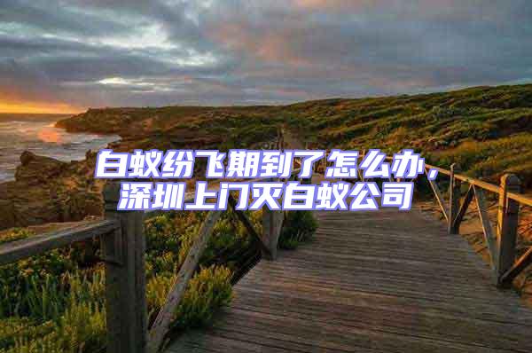 白蟻紛飛期到了怎么辦,深圳上門滅白蟻公司