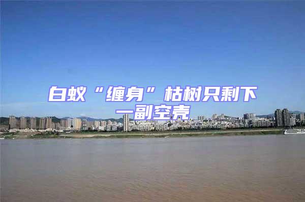 白蟻“纏身”枯樹(shù)只剩下一副空殼