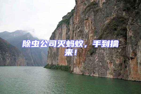 除蟲公司滅螞蟻,手到擒來!