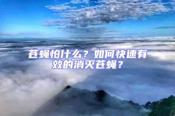 蒼蠅怕什么?如何快速有效的消滅蒼蠅?