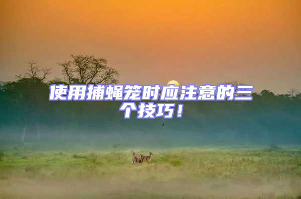 使用捕蠅籠時應注意的三個技巧!