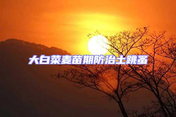 大白菜麥苗期防治土跳蚤