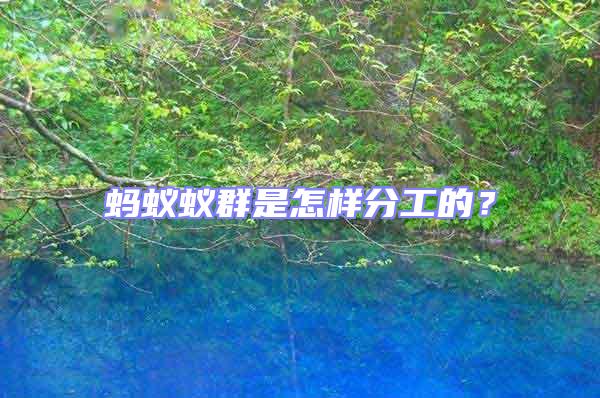 螞蟻蟻群是怎樣分工的？