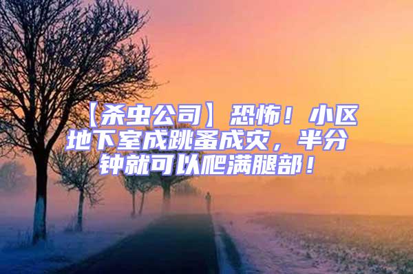 【殺蟲公司】恐怖！小區(qū)地下室成跳蚤成災，半分鐘就可以爬滿腿部！