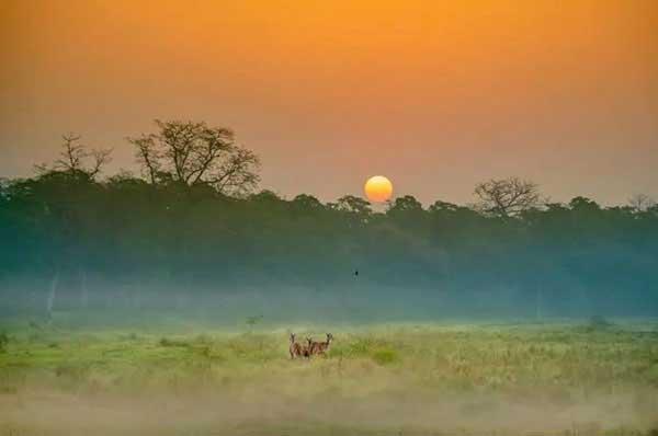 家里出現小黃螞蟻怎么辦？除蟲公司教你連環計滅螞蟻