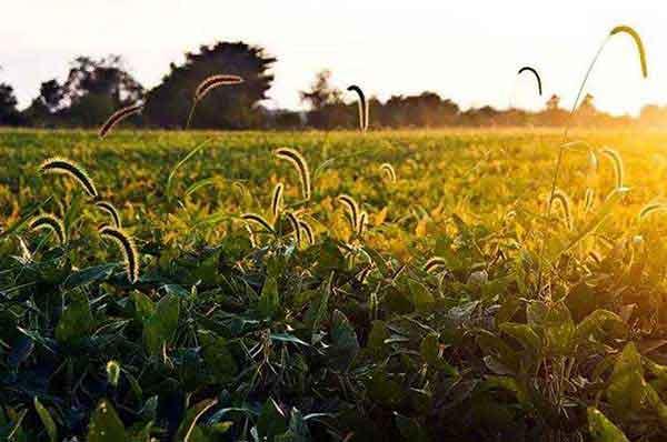 廣東省有害生物防制協(xié)會號召援汕頭市抗洪救災工作的號召