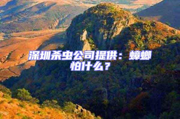 深圳殺蟲公司提供:蟑螂怕什么?