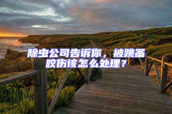 除蟲公司告訴你，被跳蚤咬傷該怎么處理？