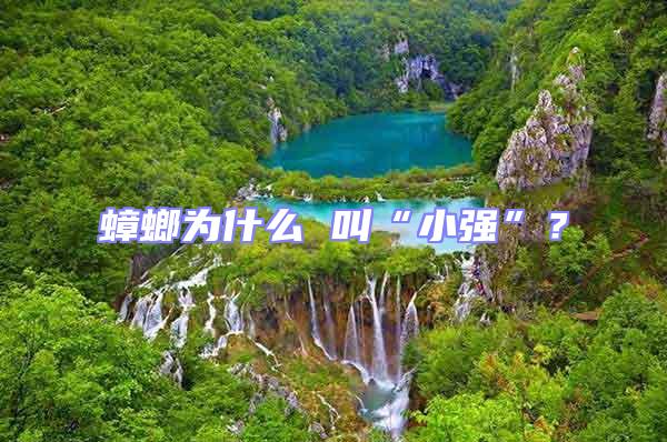 蟑螂為什么 叫“小強”?