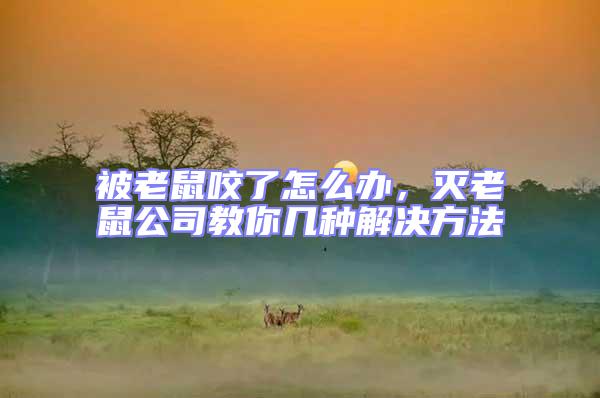 被老鼠咬了怎么辦,滅老鼠公司教你幾種解決方法