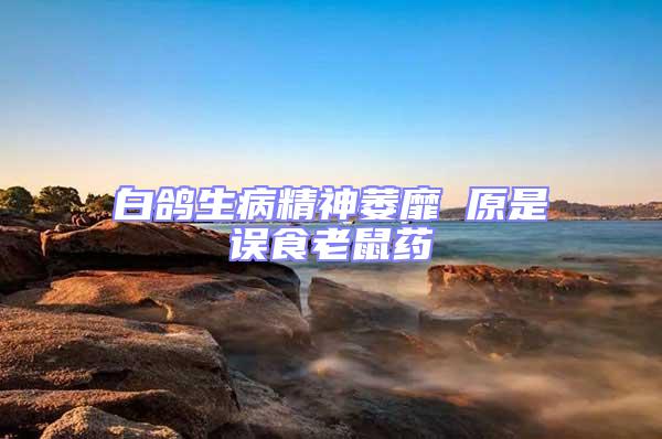 白鴿生病精神萎靡 原是誤食老鼠藥