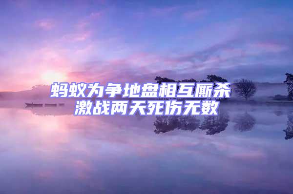 螞蟻為爭(zhēng)地盤相互廝殺 激戰(zhàn)兩天死傷無(wú)數(shù)