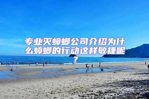 專業滅蟑螂公司介紹為什么蟑螂的行動這樣敏捷呢?