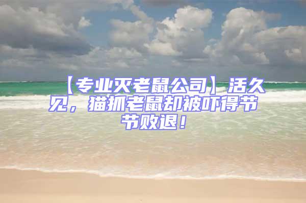 【專業(yè)滅老鼠公司】活久見,貓抓老鼠卻被嚇得節(jié)節(jié)敗退!