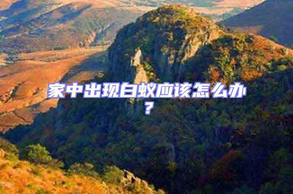 家中出現白蟻應該怎么辦？