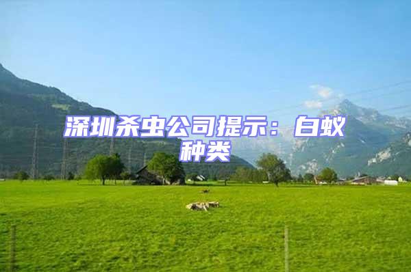 深圳殺蟲公司提示:白蟻種類