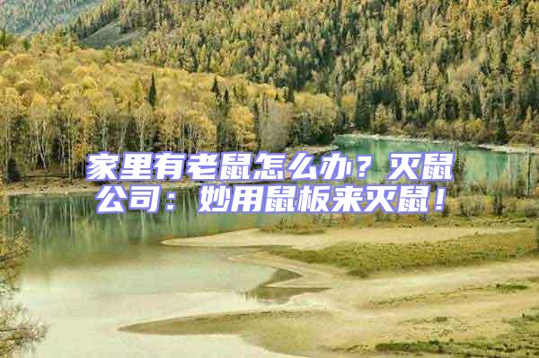 家里有老鼠怎么辦?滅鼠公司:妙用鼠板來滅鼠!