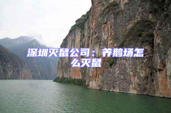 深圳滅鼠公司:養(yǎng)鵝場怎么滅鼠