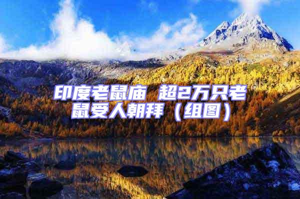 印度老鼠廟 超2萬只老鼠受人朝拜(組圖)