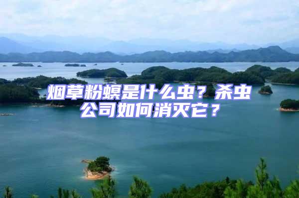 煙草粉螟是什么蟲？殺蟲公司如何消滅它？