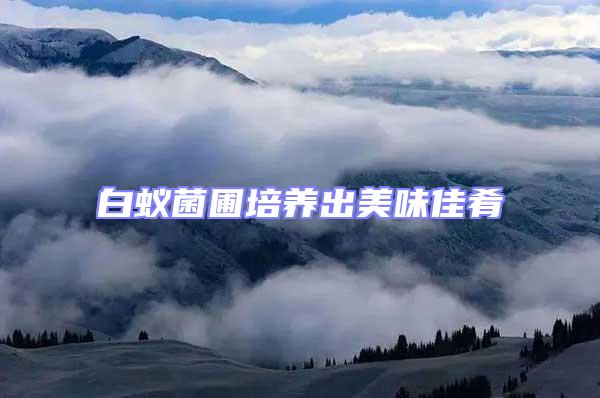 白蟻菌圃培養出美味佳肴