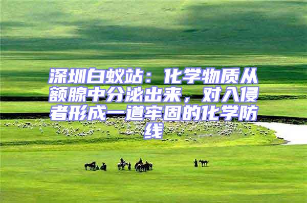 深圳白蟻站:化學(xué)物質(zhì)從額腺中分泌出來,對入侵者形成一道牢固的化學(xué)防線