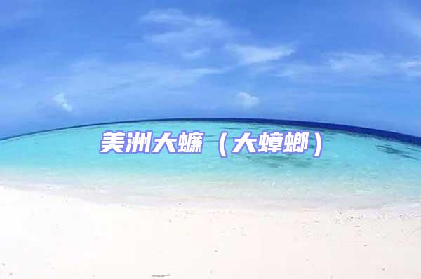 美洲大蠊(大蟑螂)