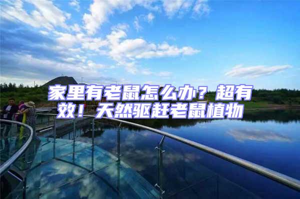 家里有老鼠怎么辦？超有效！天然驅(qū)趕老鼠植物