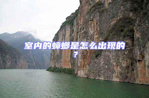 室內的蟑螂是怎么出現的?