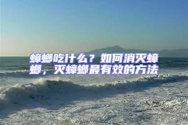 蟑螂吃什么？如何消滅蟑螂，滅蟑螂最有效的方法