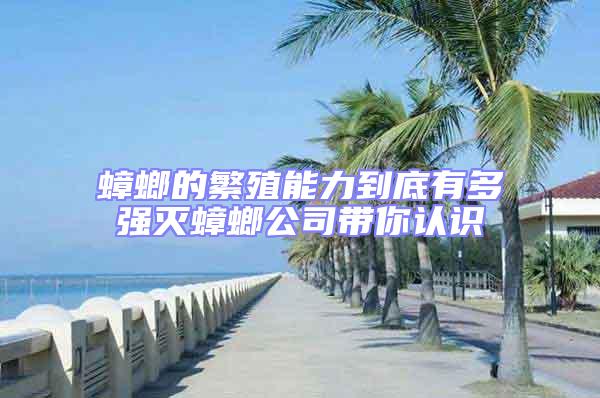 蟑螂的繁殖能力到底有多強(qiáng)滅蟑螂公司帶你認(rèn)識