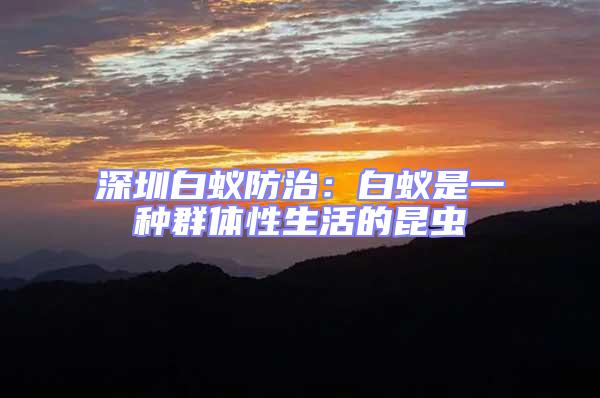 深圳白蟻防治:白蟻是一種群體性生活的昆蟲