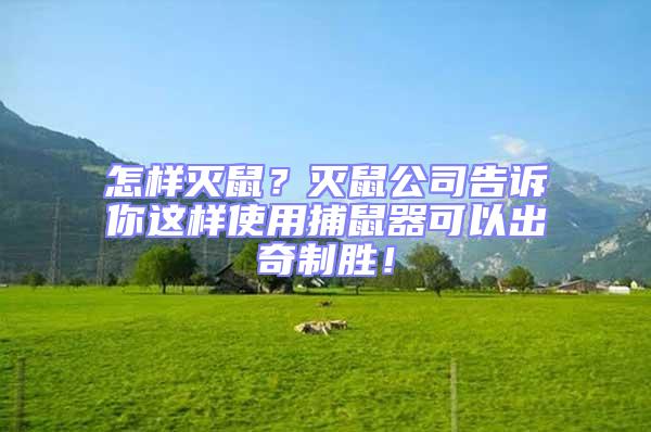 怎樣滅鼠?滅鼠公司告訴你這樣使用捕鼠器可以出奇制勝!