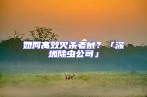 如何高效滅殺老鼠?「深圳除蟲公司」