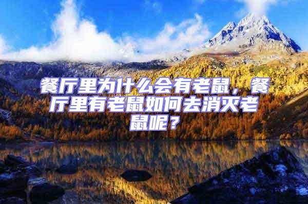 餐廳里為什么會有老鼠，餐廳里有老鼠如何去消滅老鼠呢？
