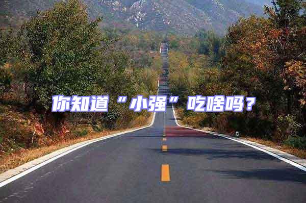 你知道“小強”吃啥嗎?