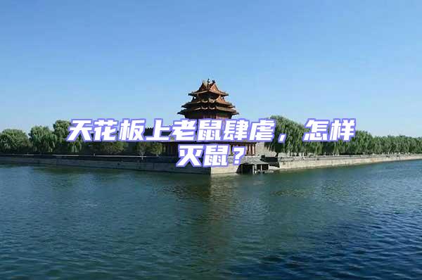 天花板上老鼠肆虐，怎樣滅鼠？