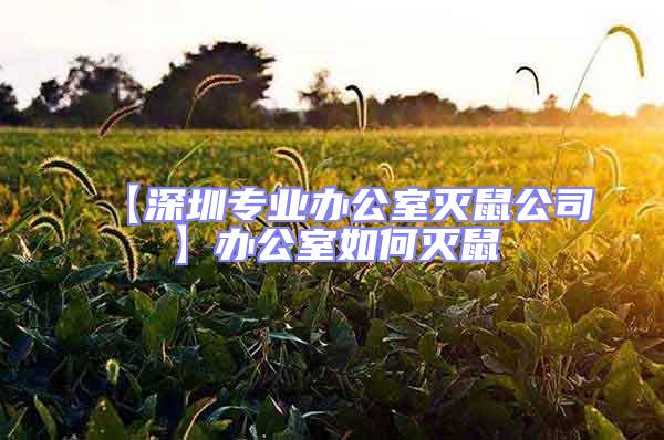 【深圳專(zhuān)業(yè)辦公室滅鼠公司】辦公室如何滅鼠