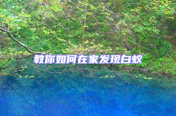 教你如何在家發現白蟻