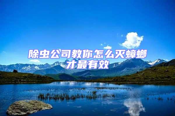 除蟲公司教你怎么滅蟑螂才最有效