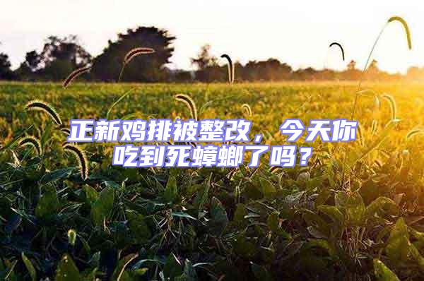 正新雞排被整改，今天你吃到死蟑螂了嗎？
